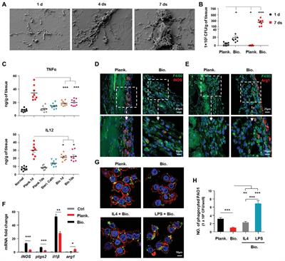 Type III Secretion Protein, PcrV, Impairs Pseudomonas aeruginosa Biofilm Formation by Increasing M1 Macrophage-Mediated Anti-bacterial Activities